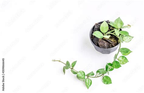 Branch Of Hoya Krohniana In Black Pot Isolate On White Background Close