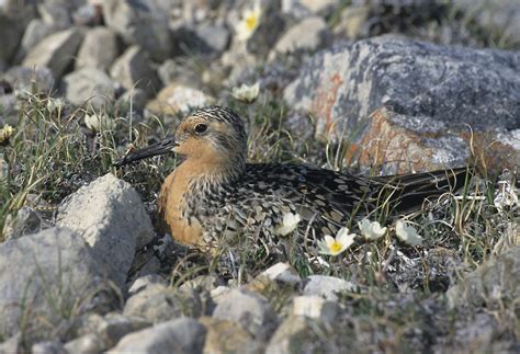 Red Knot (rufa subspecies) | NWT Species at Risk