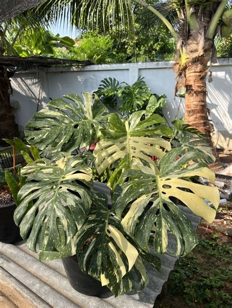 The Essential Guide To Monstera Thai Constellation Care Foliage