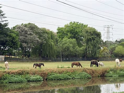 Discover Joburg’s Best-Kept Secret: The Magic of Jozi Trails