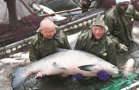 Fishermen Hauled A Giant Fish From Tianjing Lake In Anhui Province The