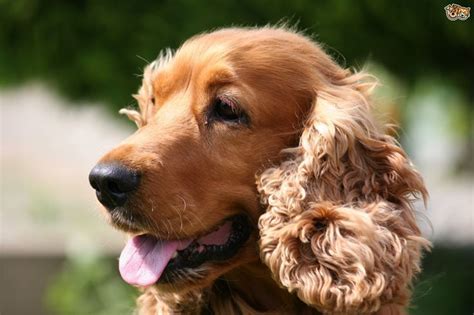 Tools Needed To Keep A Cocker Spaniels Coat Looking Good Pets4homes