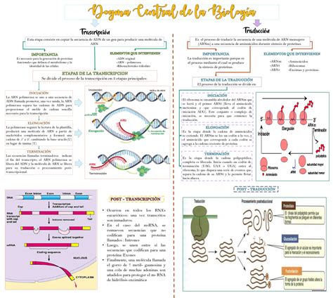 Esquema Sobre La Transcripcion Y Traduccion Del Adn Esquemas Y Mapas Conceptuales De Biología