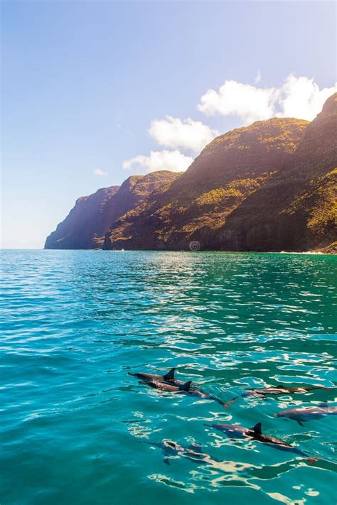 Hawaii Pacific Ocean Wildlife Scenery. Stock Image - Image of splash ...