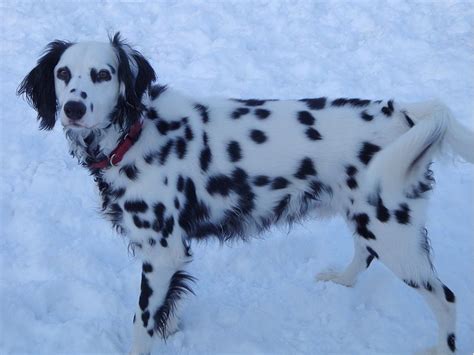 Long Coated Dalmatian