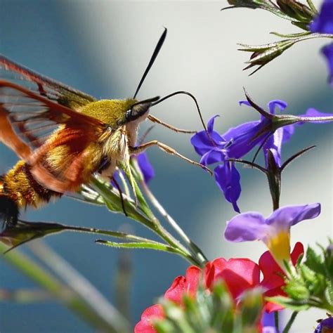 Hummingbird Moth Caterpillar - Hemaris Diffinis - Facts and Myths ...