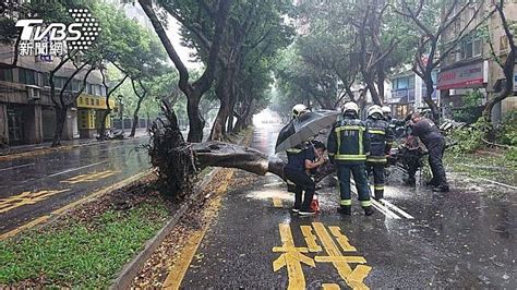 雨彈轟炸雙北釀災！重慶南路「大樹連根掀翻倒路中」 警消急到場 Tvbs Line Today