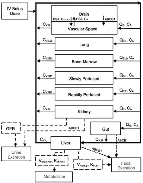 Vbl Pbpk Model Schematic Schematic Representation Of A Physiologically