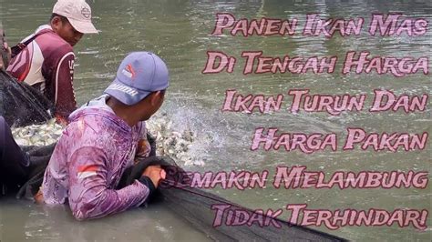 Penen Ikan Mas Di Tengah Harga Ikan Anjlok Dan Harga Pakan Ikan Semakin