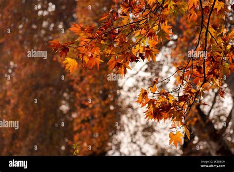 View Of Changed Colour Maple Leaves At A Mughal Garden During The