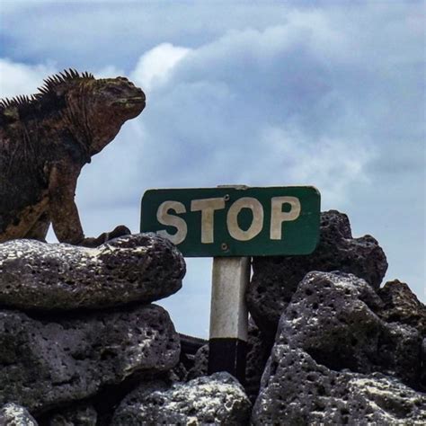 Floreana Island Full Day Tour In Galapagos Getyourguide