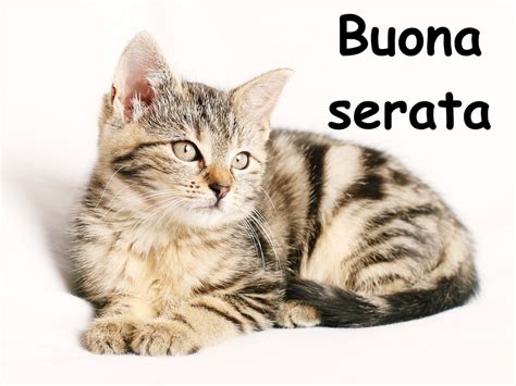 Buona serata con cani e gatti, gattini e animali divertenti