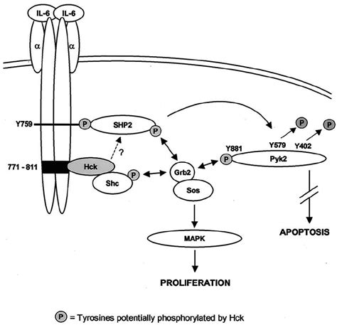 Model Of Hck Involvement In Gp Signaling Binding Of Il To The