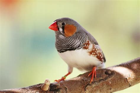 Ptak Zebra Finch Zi Ba Darmowe Zdj Cie Na Pixabay