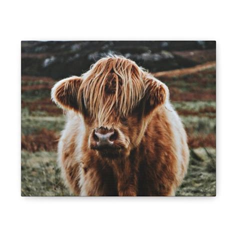 Highland Cow Canvas Wall Art Farmhouse Décor Etsy