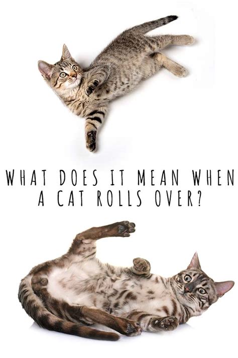 What Does It Mean When A Cat Rolls Over On Their Back