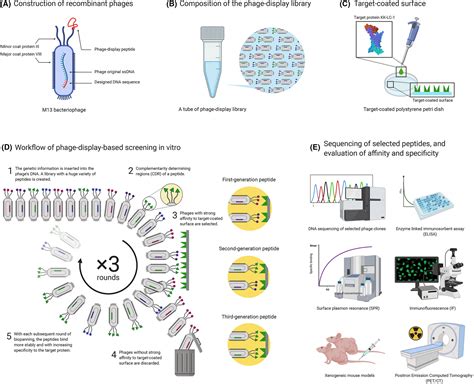 Identification Of A Peptide Binding To Cancer Antigen Kitakyushu Lung