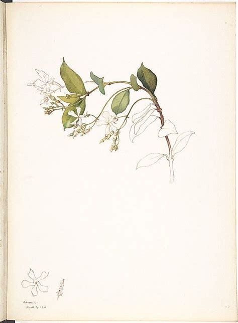 Philippine National Flower Sampaguita Drawing