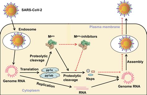 Virus Entry And Replicative Cycle M Pro Produces Non Structural