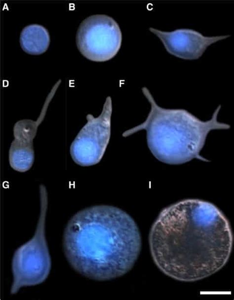 Multicellularity Stem Cells And The Neoblasts Of The Planarian