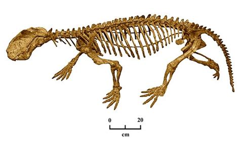 Athena Review 5 1 Records Of Life 18 Therapsids Gorgonopsians