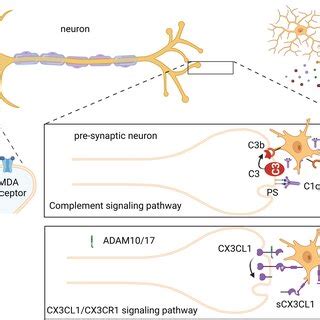 Model Of The Two Crucial Pathways Involved In The Regulation Of