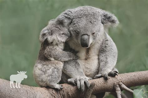 Sloth Vs Koala Side By Side — Forest Wildlife