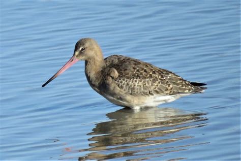 Black Tailed Godwit Slimbridge Brian Waller Flickr