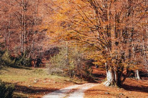 Foliage At Abruzzo National Park Italy Stock Photo Image Of Wood