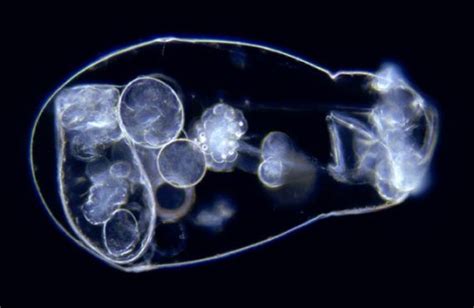 Science Visualized • Whirling And Spinning Rotifers