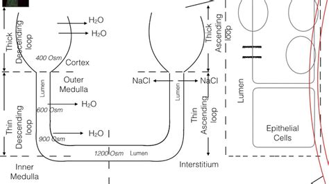 Loop Of Henle Functions Na K Cl Cotransporter Nkcc Loop Diuretics