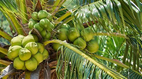 coco peasoft sma collaboratives