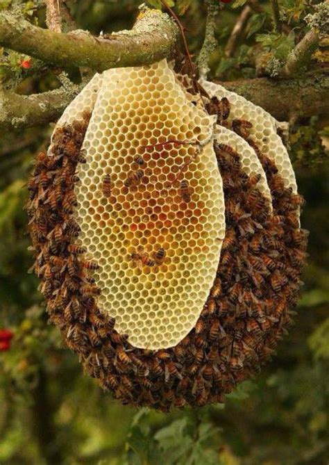 What is Natural Beekeeping