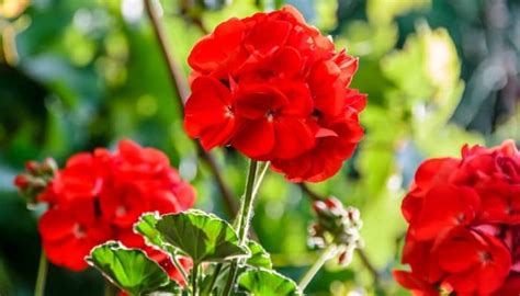 How To Keep Geraniums Blooming Secrets To Success