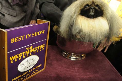 Westminster Dog Show Best in Show Winners for the Last 17 Years