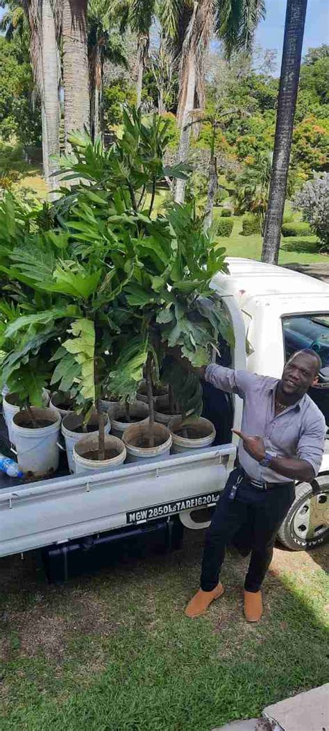 Tobago Breadfruit Initiative Tobago Reforestation And Watershed