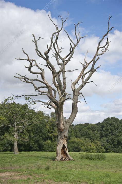 Dead Oak Tree Stock Image C0559079 Science Photo Library