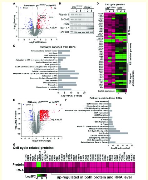 Proteomic And Transcriptomic Analysis On D14 Mns A Volcano Plot