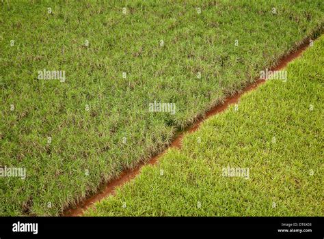 Sugar Cane Plantations Fotos Und Bildmaterial In Hoher Aufl Sung Alamy