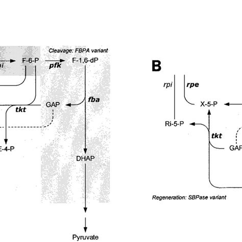 Schematic Representation Of Methanol Assimilation Via The Rump Pathway Download Scientific