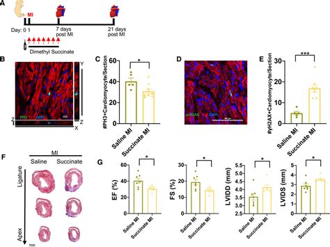 Malonate Promotes Adult Cardiomyocyte Proliferation And Heart