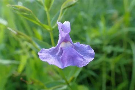 17 Fabulous Purple Flowering Annuals Photos Garden Lovers Club