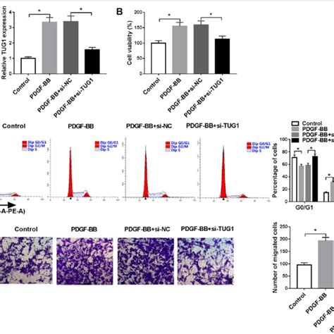 TUG1 Interference Attenuated PDGF BB Caused HASMCs Cell Proliferation