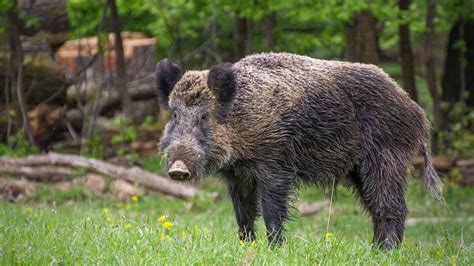 Hunting Log Primo Caso Di Peste Suina In Emilia Romagna