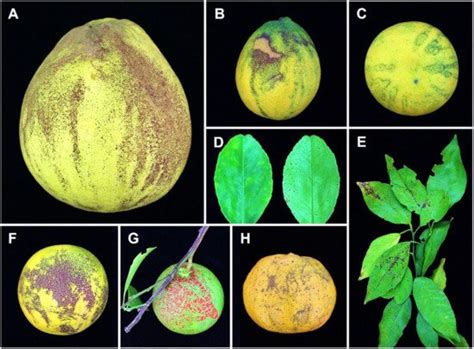 Diaporthe Citri Encyclopedia Mdpi