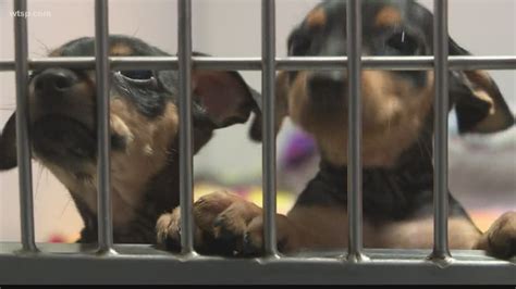 Polk County Works To Empty Shelters And Become A No Kill County