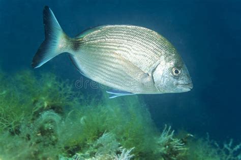 Sargo Fish in the Adriatic Sea Stock Image - Image of cliff, white ...