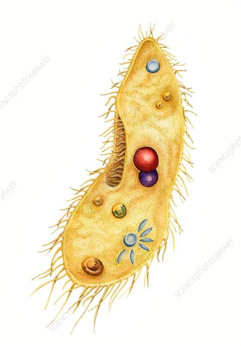 Protozoan