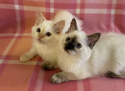 6 Adorable Available Ragdoll Kittens Ragdolls Pdx