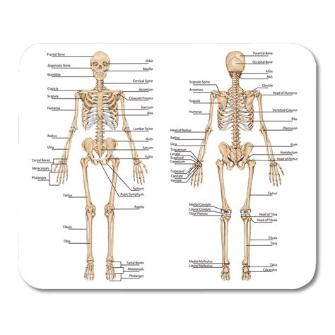 Human Skeleton Diagram Posterior